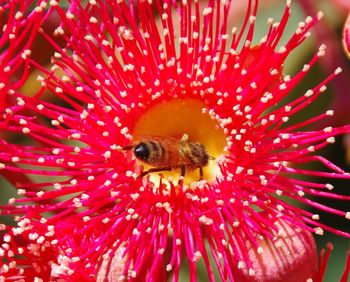 Close-up of bee on red flower