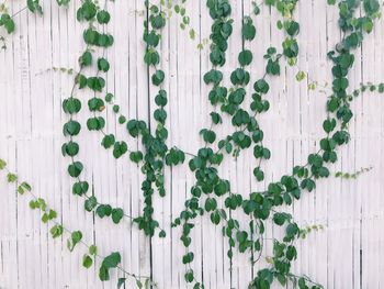 Directly above shot of ivy growing on wall