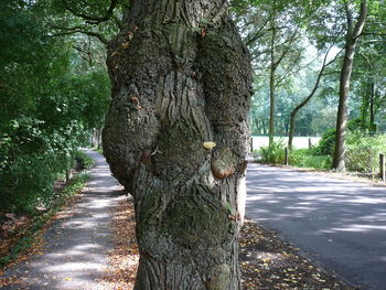 Footpath amidst trees