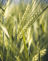Close-up of wheat growing on field
