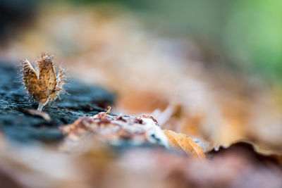 Close-up of dry leaf on snow covered field