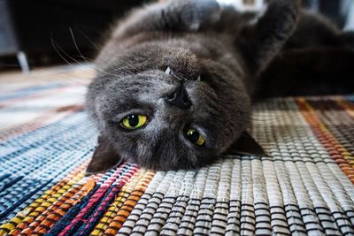 Close-up portrait of cat