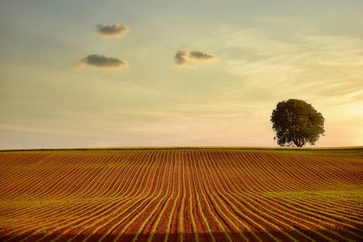 Scenic view of agricultural field against sky