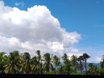 Low angle view of palm trees against sky