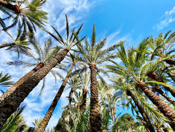 Low angle view of coconut palm trees against sky