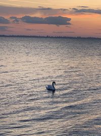 Duck swimming in sea during sunset