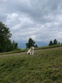 View of dog on field against sky