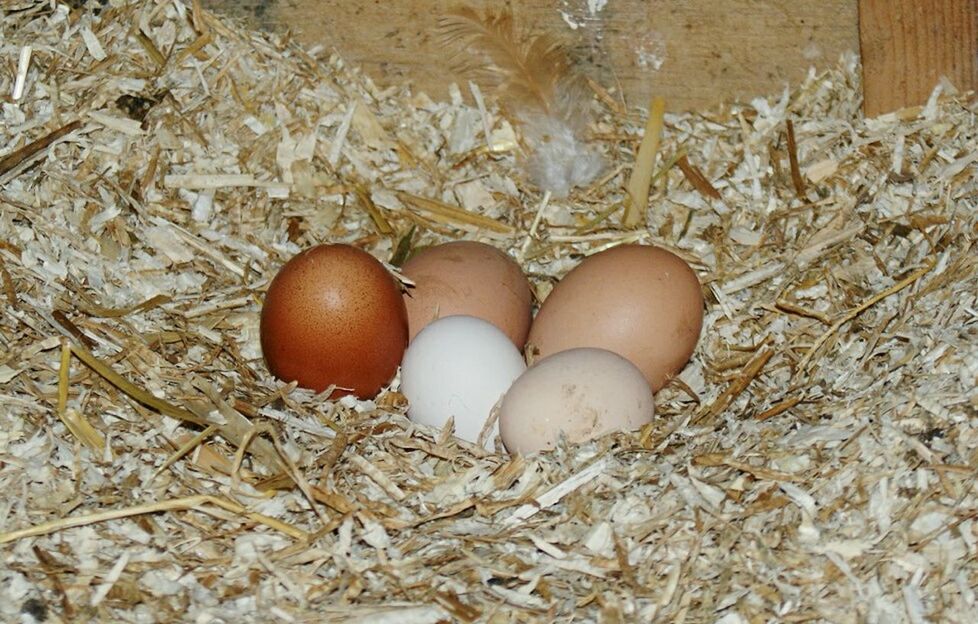 HIGH ANGLE VIEW OF EGGS ON GROUND