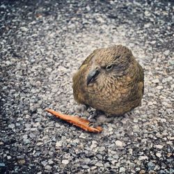 Close-up of bird