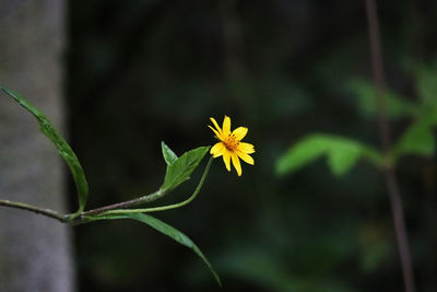 Close-up of flowering plant