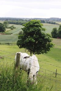 Close-up of cow grazing on field against sky