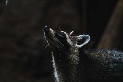 Close-up of a cat looking up