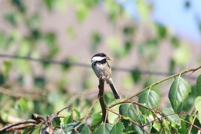 Close-up of bird perching on railing