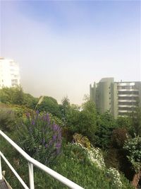 View of greenhouse in city