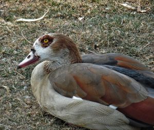 Close-up of duck on field