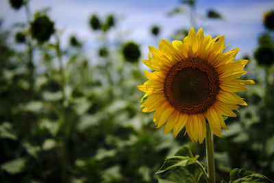 Close-up of yellow sunflower