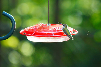 Close-up of fruits hanging on metal surface