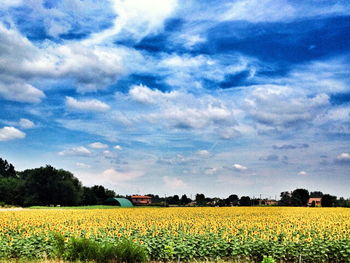 Scenic view of field against sky