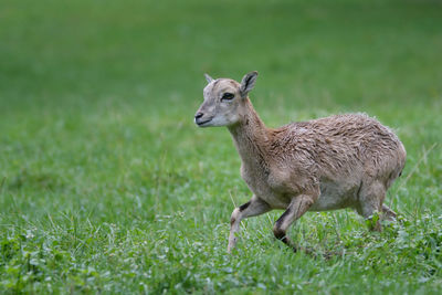 Deer standing on grassy field