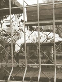 Close-up of horse in cage