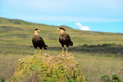 Hawks on a field