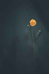 Close-up of yellow flowering plant