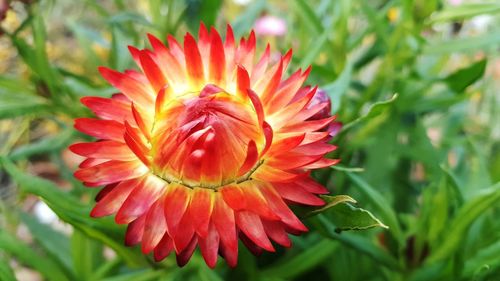 Close-up of pink flower blooming in garden