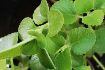 Indian borage or mexican mint herbal medicinal plant. natural immunity booster 