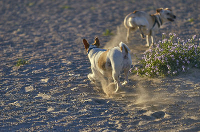 View of dog running on road