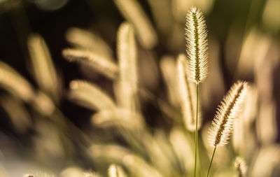 Close-up of plant