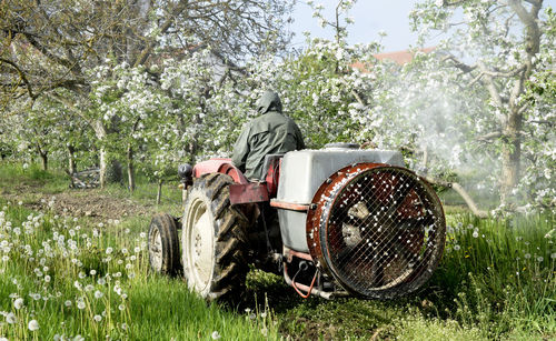Spraying apple orchard in spring during blossoming 