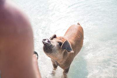 Dog swimming in sea