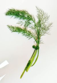 Close-up of leaf over white background