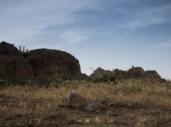 Surface level of rocks on field against sky