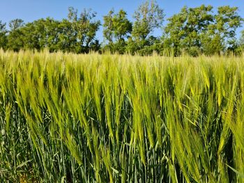 Scenic view of agricultural field