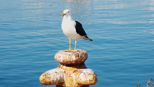 Seagull perching on wooden post