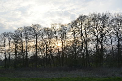 Bare trees on field against sky during sunset