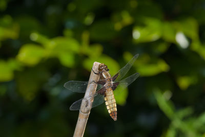 Close-up of dragonfly on plant