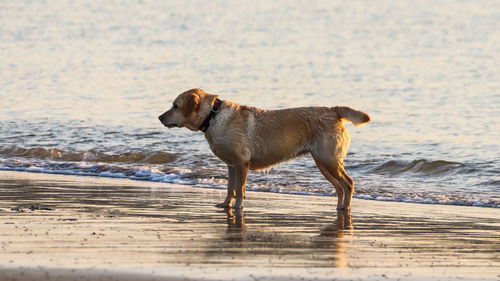 Side view of dog on beach