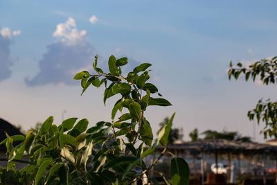 Close-up of plant against sky