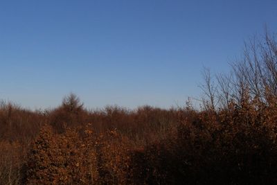 Bare trees against clear blue sky