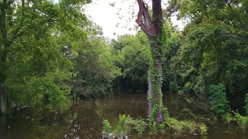 Scenic view of trees in forest