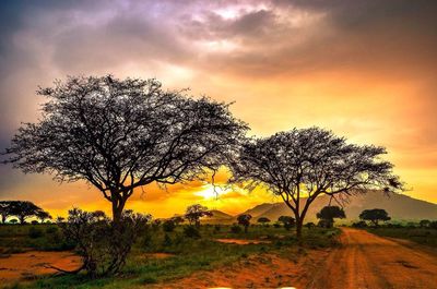 Trees on landscape against dramatic sky