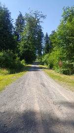 Empty road along trees