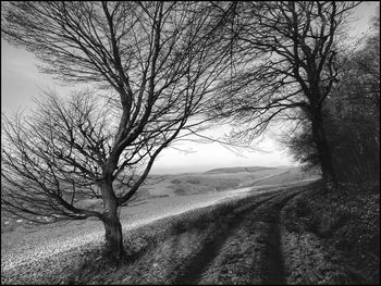 Bare trees on road against sky