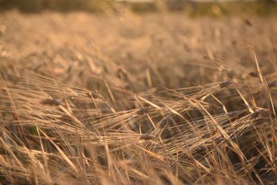 Close-up of wheat field