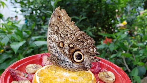 Close-up of butterfly eating fruit