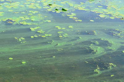 High angle view of plants floating on lake