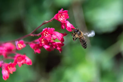 Close-up of insect on pink flower