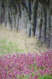 Flowers growing in field